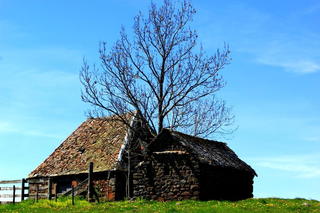 La Maison Des Chats